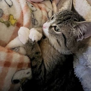 Meet your Posher, Leslie